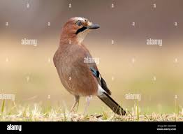 Attēlu rezultāti vaicājumam “Garrulus glandarius”