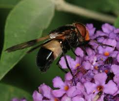 Attēlu rezultāti vaicājumam “Volucella pellucens”