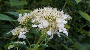 Attēlu rezultāti vaicājumam “Hydrangea arborescens flower”