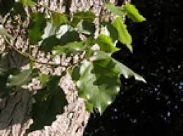 Attēlu rezultāti vaicājumam “Populus x petrowskyana”