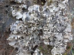 Attēlu rezultāti vaicājumam “Peltigera canina”