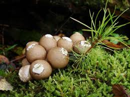 Attēlu rezultāti vaicājumam “Lycoperdon pyriforme young”