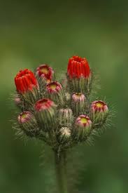 Attēlu rezultāti vaicājumam “Knautia arvensis bud”