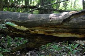 Attēlu rezultāti vaicājumam “Antrodia pulvinascens”