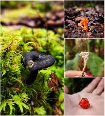 Attēlu rezultāti vaicājumam “Ophiotheca chrysosperma spores”