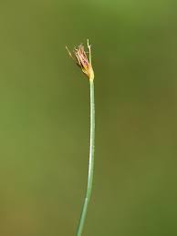 Attēlu rezultāti vaicājumam “Eleocharis quinqueflora”