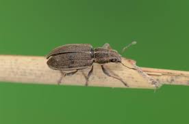 Attēlu rezultāti vaicājumam “Sitona sp.”