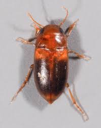 Attēlu rezultāti vaicājumam “Dytiscidae”