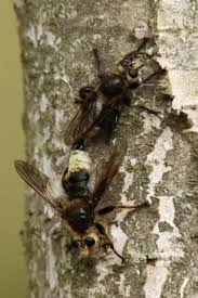 Attēlu rezultāti vaicājumam “Laphria gibbosa”