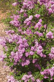 Attēlu rezultāti vaicājumam “Badhamia lilacina sessile”