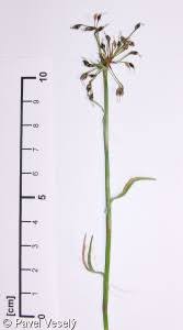 Attēlu rezultāti vaicājumam “Luzula pilosa bud”