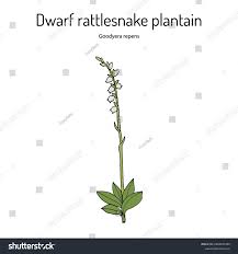 Attēlu rezultāti vaicājumam “Goodyera repens fruit”