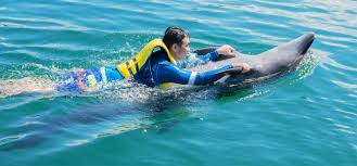 Image result for Adventure Dolphin