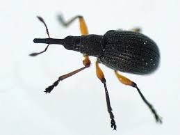 Attēlu rezultāti vaicājumam “Apionidae”