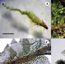 Attēlu rezultāti vaicājumam “Harpanthus scutatus”