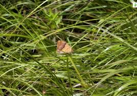 Attēlu rezultāti vaicājumam “Argynnis laodice female”