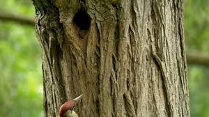 Attēlu rezultāti vaicājumam “Picus viridis nest”