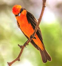 Image result for Hesperiphona vespertina