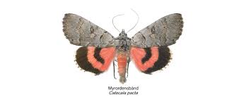 Attēlu rezultāti vaicājumam “Catocala pacta”