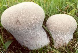 Attēlu rezultāti vaicājumam “Calvatia utriformis”