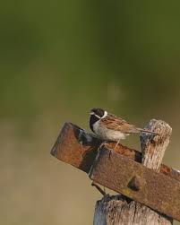 Attēlu rezultāti vaicājumam “Emberiza schoeniclus male”