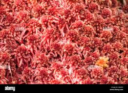 Attēlu rezultāti vaicājumam “Sphagnum capillifolium”