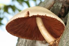 Attēlu rezultāti vaicājumam “Volvariella bombycina”