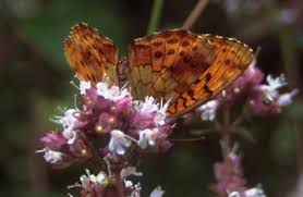 Attēlu rezultāti vaicājumam “Brenthis daphne underside”