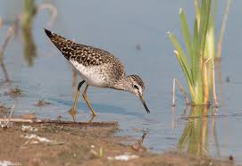 Attēlu rezultāti vaicājumam “Tringa glareola adult”