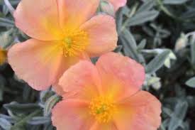 Attēlu rezultāti vaicājumam “Helianthemum x hybridum flower”
