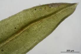 Attēlu rezultāti vaicājumam “Tortella inclinata”