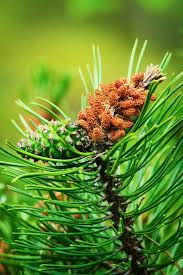 Attēlu rezultāti vaicājumam “Pinus pumila male flower”
