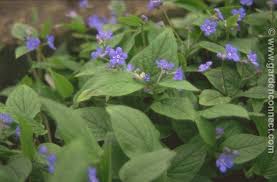Attēlu rezultāti vaicājumam “Omphalodes verna flower”