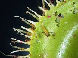 Attēlu rezultāti vaicājumam “Diachea muscorum young”