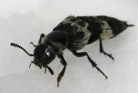 Billedresultat for rovbille