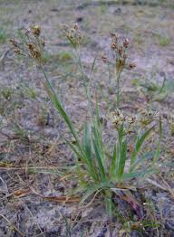 Attēlu rezultāti vaicājumam “Luzula multiflora fruit”