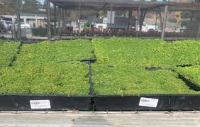 Attēlu rezultāti vaicājumam “Herniaria glabra leaf”