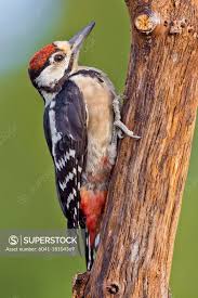 Attēlu rezultāti vaicājumam “Dendrocopos major”