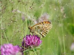 Attēlu rezultāti vaicājumam “Argynnis aglaja underside”