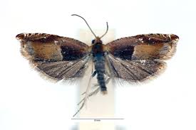 Attēlu rezultāti vaicājumam “Ancylis myrtillana”