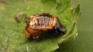 Attēlu rezultāti vaicājumam “Linaeidea aenea”