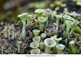 Attēlu rezultāti vaicājumam “Cladonia”