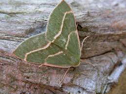 Attēlu rezultāti vaicājumam “Hylaea fasciaria”