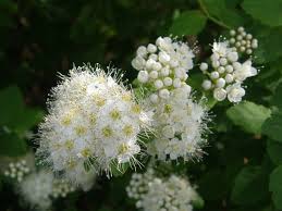 Attēlu rezultāti vaicājumam “Spiraea chamaedryfolia flower”