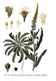 Image result for Reseda luteola