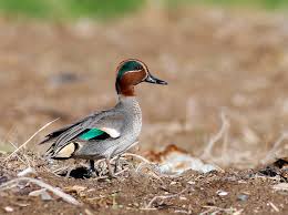 Attēlu rezultāti vaicājumam “Anas crecca”