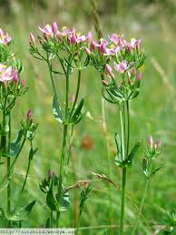 Image result for Centaurium erythraea