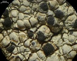 Attēlu rezultāti vaicājumam “Arthonia vinosa”