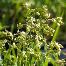 Attēlu rezultāti vaicājumam “Hierochloe odorata”