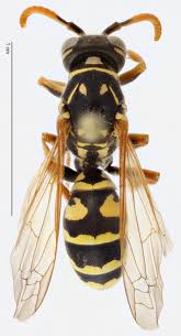 Attēlu rezultāti vaicājumam “Polistes”